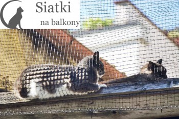 Kot - Drobne siatki ochronne - Wysokiej jakości siatka balkonowa